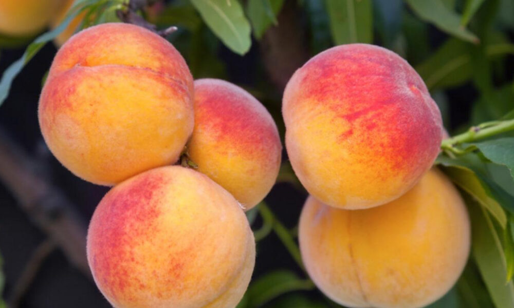 Cluster of ripe peaches with orange and red blush on a tree branch