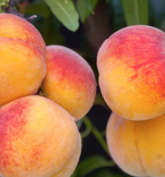 Cluster of ripe peaches with orange and red blush on a tree branch