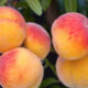 Cluster of ripe peaches with orange and red blush on a tree branch