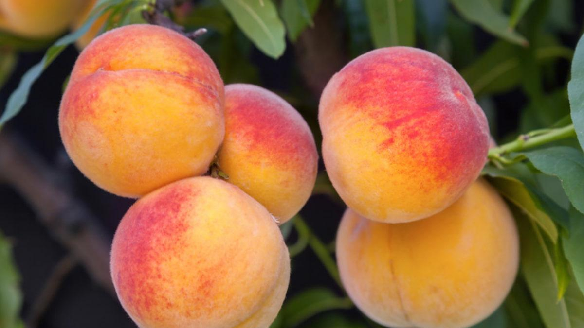 Cluster of ripe peaches with orange and red blush on a tree branch