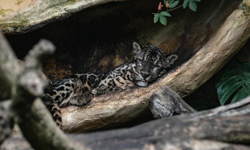 Leopard cub asleep inside a hollow log, resting on a curved wooden surface in a forest setting.