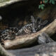 Leopard cub asleep inside a hollow log, resting on a curved wooden surface in a forest setting.