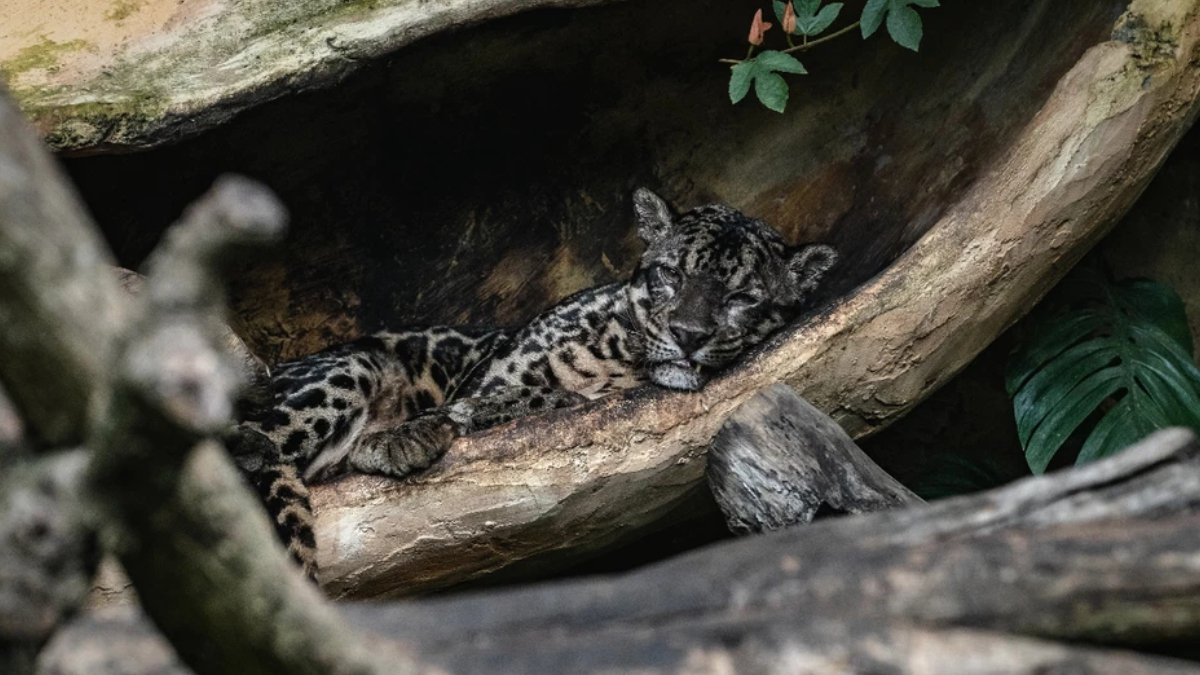 Leopard cub asleep inside a hollow log, resting on a curved wooden surface in a forest setting.