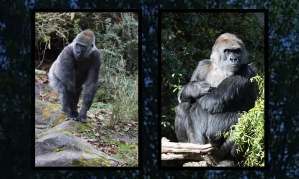 Two framed images of gorillas in natural habitat; left shows a standing gorilla on rocks, right shows a sitting gorilla among foliage.