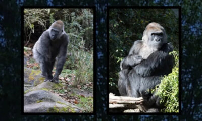 Two framed images of gorillas in natural habitat; left shows a standing gorilla on rocks, right shows a sitting gorilla among foliage.
