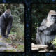 Two framed images of gorillas in natural habitat; left shows a standing gorilla on rocks, right shows a sitting gorilla among foliage.
