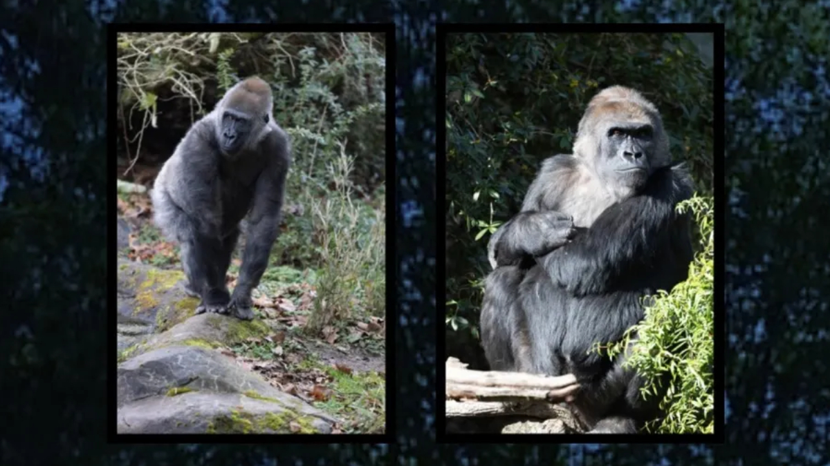 Two framed images of gorillas in natural habitat; left shows a standing gorilla on rocks, right shows a sitting gorilla among foliage.