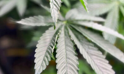 Close-up of cannabis leaves with serrated edges and multiple narrow leaflets radiating from a central stem.