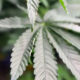 Close-up of cannabis leaves with serrated edges and multiple narrow leaflets radiating from a central stem.