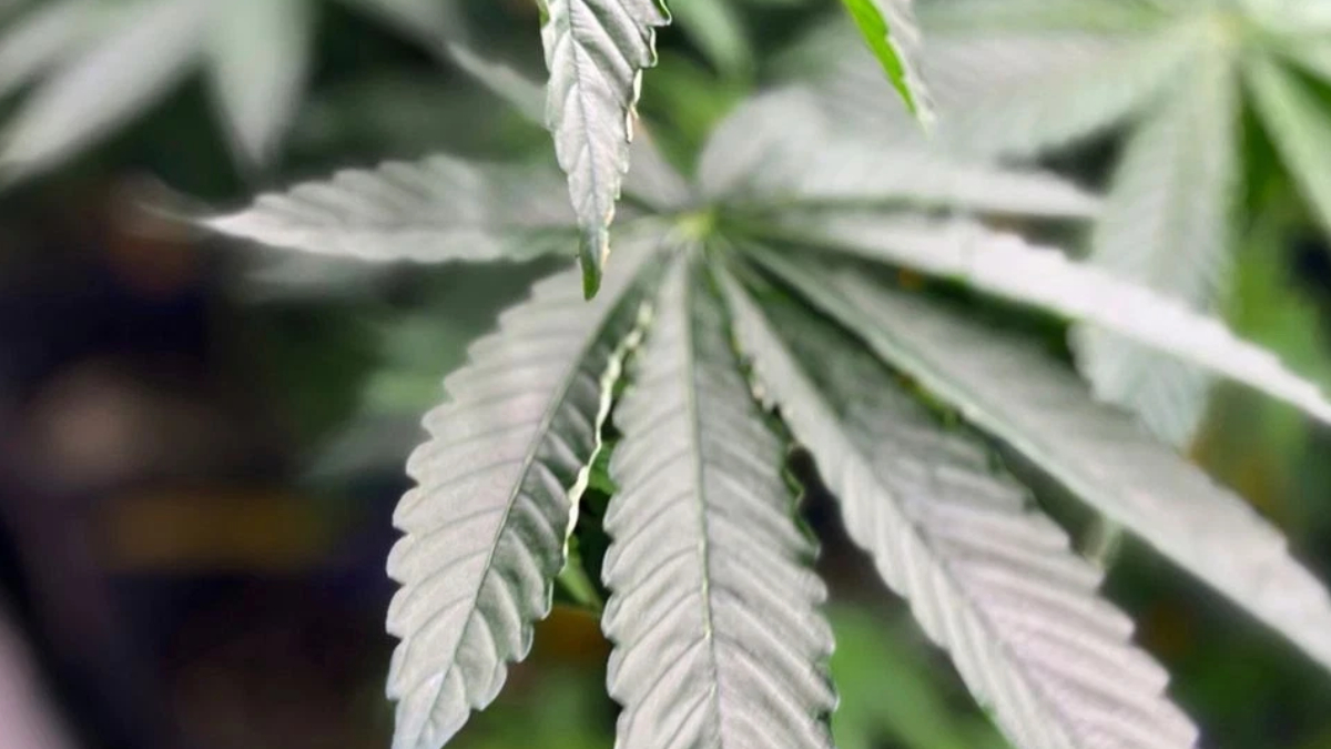 Close-up of cannabis leaves with serrated edges and multiple narrow leaflets radiating from a central stem.