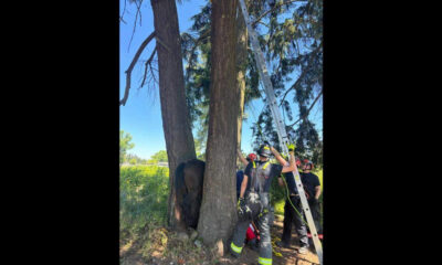 Firefighters in gear work around a large brown animal pinned between tree trunks while a ladder stands nearby for a rescue operation.