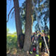 Firefighters in gear work around a large brown animal pinned between tree trunks while a ladder stands nearby for a rescue operation.