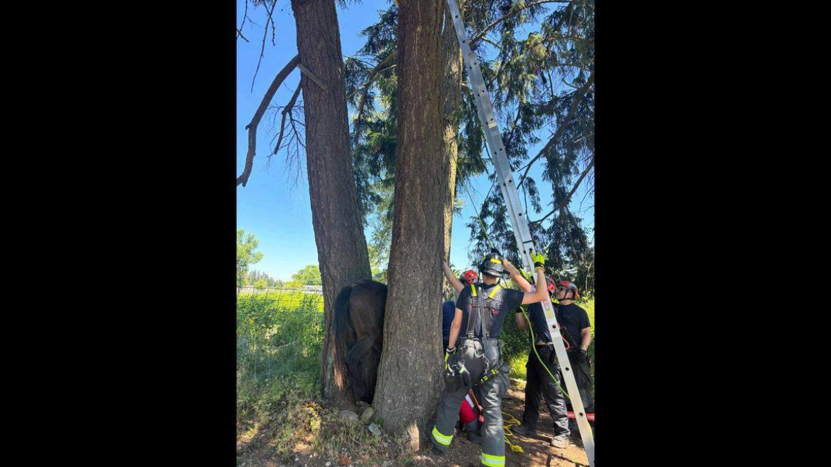 Firefighters in gear work around a large brown animal pinned between tree trunks while a ladder stands nearby for a rescue operation.