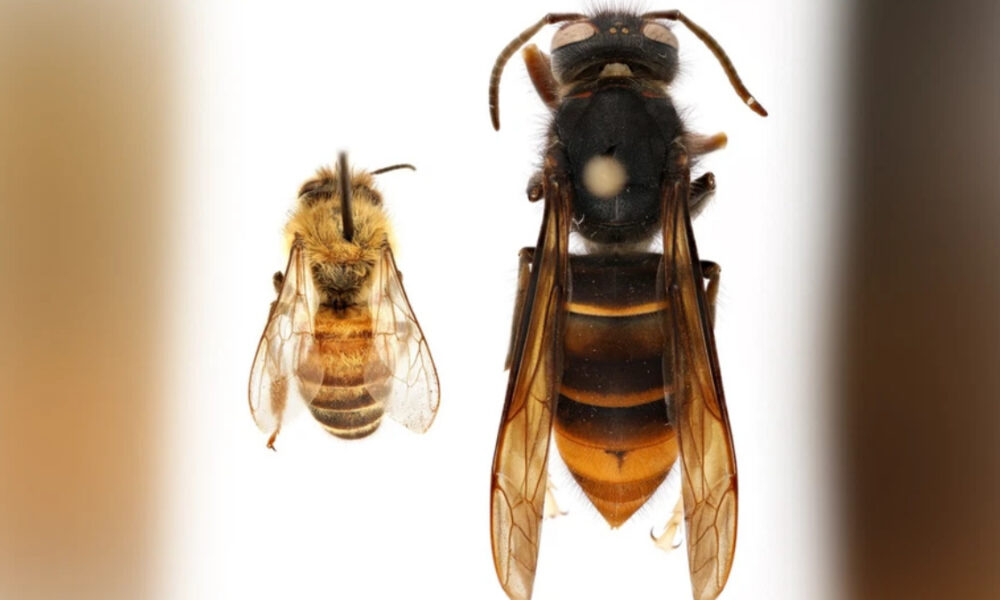 Close-up of a honey bee on the left and a large hornet on the right, shown from above on a white background.