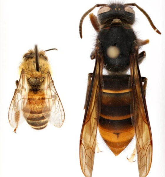 Close-up of a honey bee on the left and a large hornet on the right, shown from above on a white background.