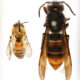 Close-up of a honey bee on the left and a large hornet on the right, shown from above on a white background.