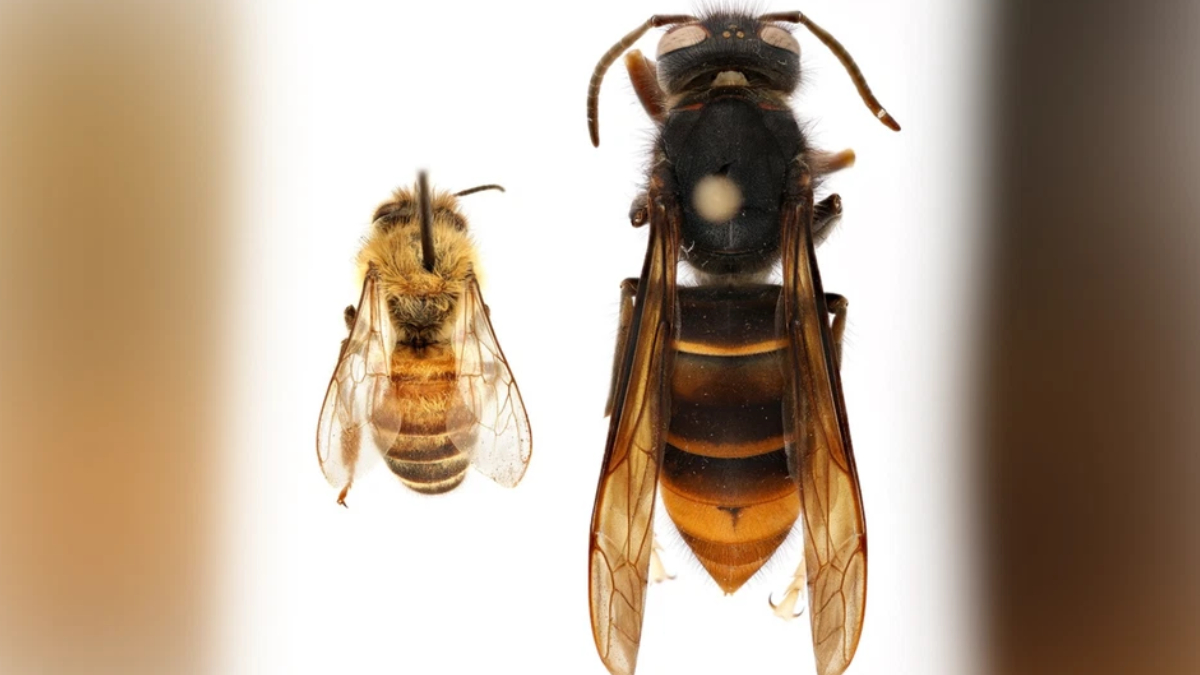 Close-up of a honey bee on the left and a large hornet on the right, shown from above on a white background.