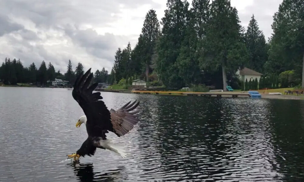 Bald eagle swoops over a lake, talons reaching toward the water as it lands, with a tree-lined shore in the background.