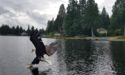 Bald eagle swoops over a lake, talons reaching toward the water as it lands, with a tree-lined shore in the background.