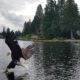 Bald eagle swoops over a lake, talons reaching toward the water as it lands, with a tree-lined shore in the background.