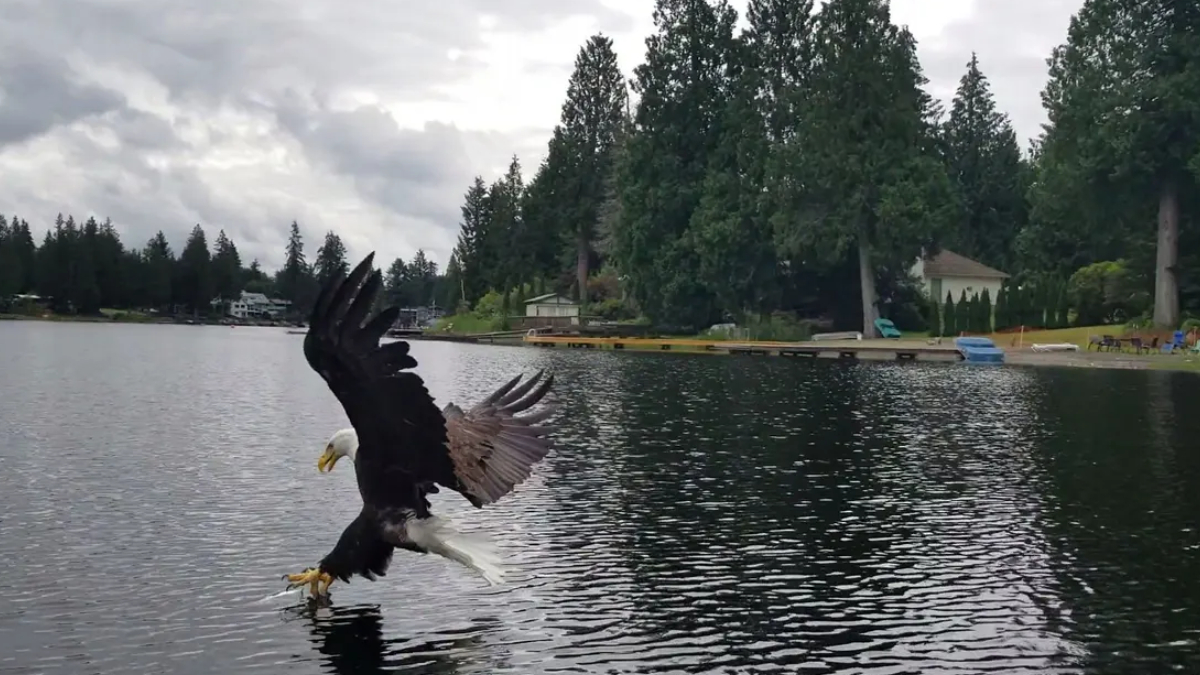 Bald eagle swoops over a lake, talons reaching toward the water as it lands, with a tree-lined shore in the background.