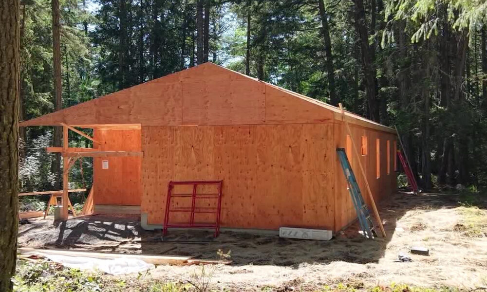 Wooden building under construction in a forest, with plywood walls, a peaked roof, and ladders leaning against it.