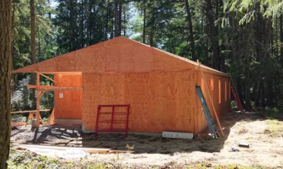 Wooden building under construction in a forest, with plywood walls, a peaked roof, and ladders leaning against it.