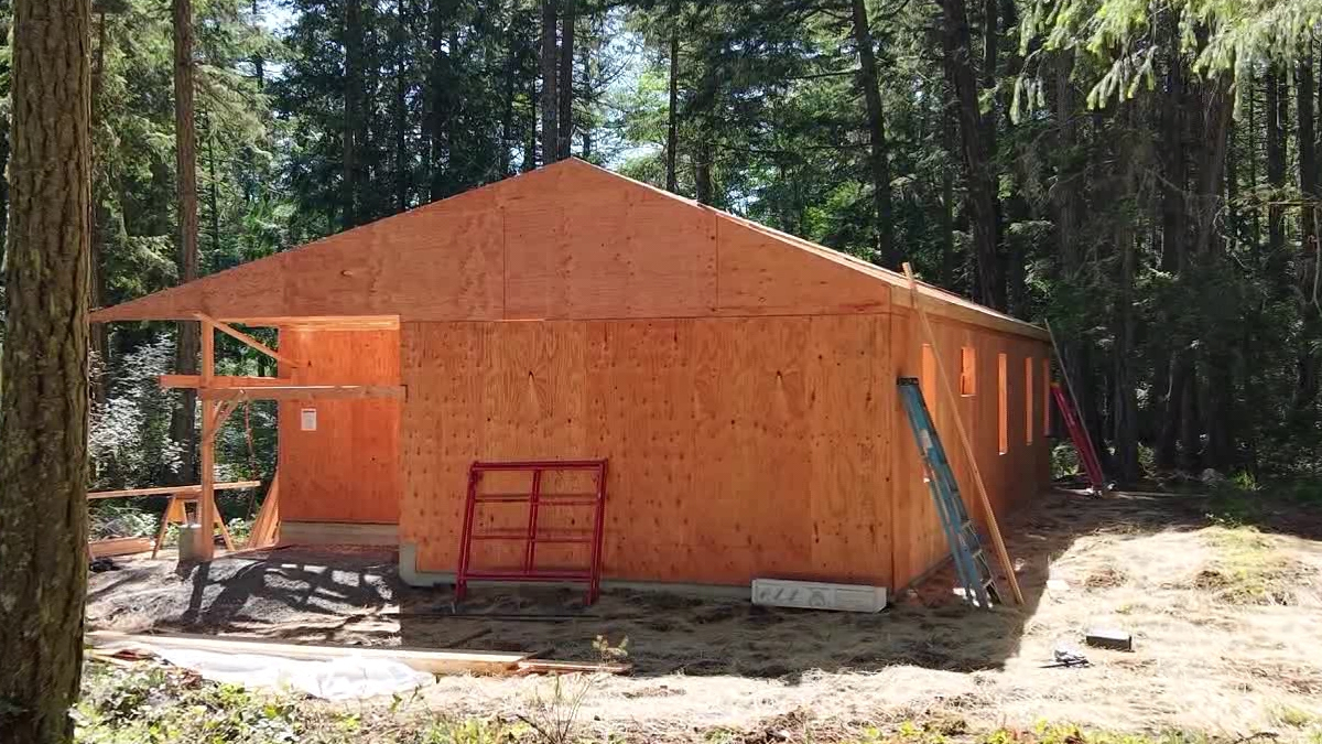 Wooden building under construction in a forest, with plywood walls, a peaked roof, and ladders leaning against it.