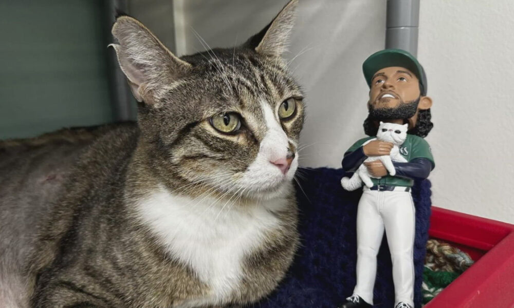 A tabby cat sits beside a baseball player bobblehead holding a small white cat plush, resting on a blue blanket in a red tub corner.