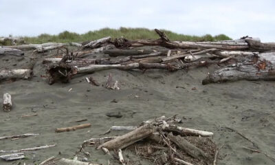 Driftwood piled along a sandy beach with weathered logs and scattered branches under a cloudy sky.