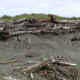 Driftwood piled along a sandy beach with weathered logs and scattered branches under a cloudy sky.