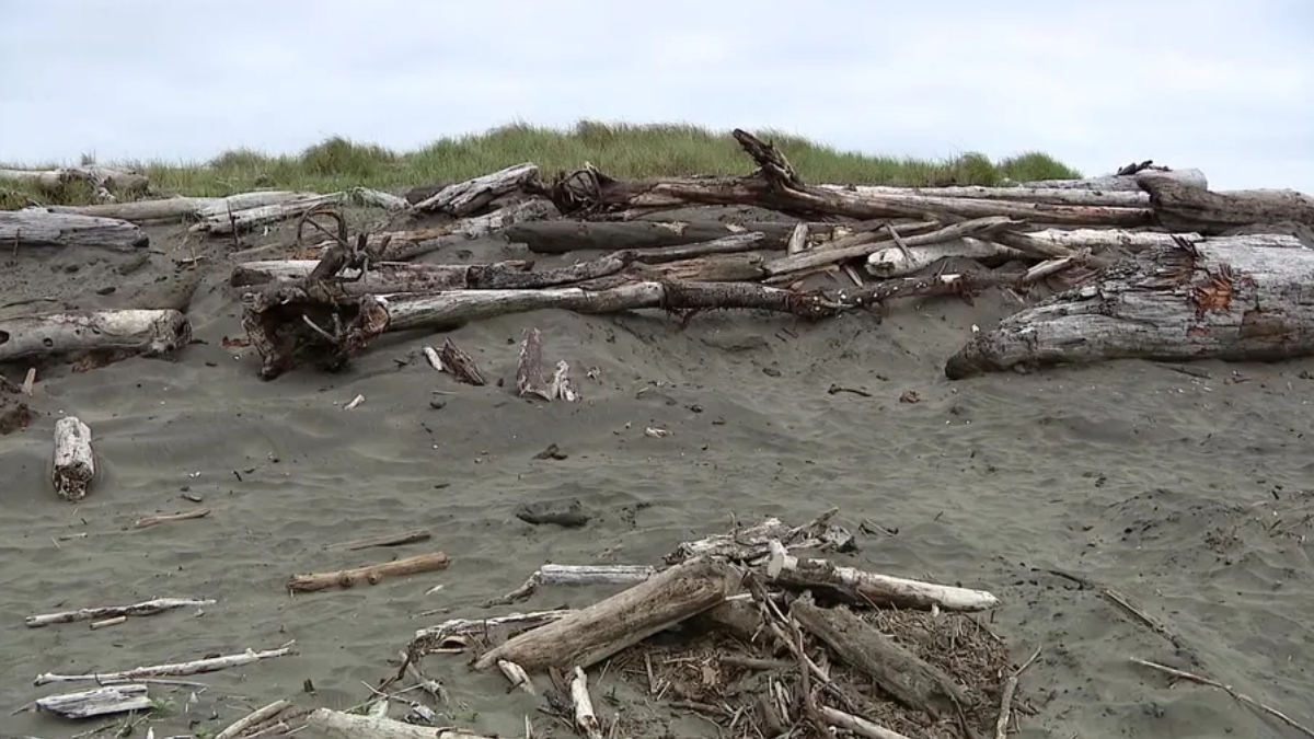 Driftwood piled along a sandy beach with weathered logs and scattered branches under a cloudy sky.