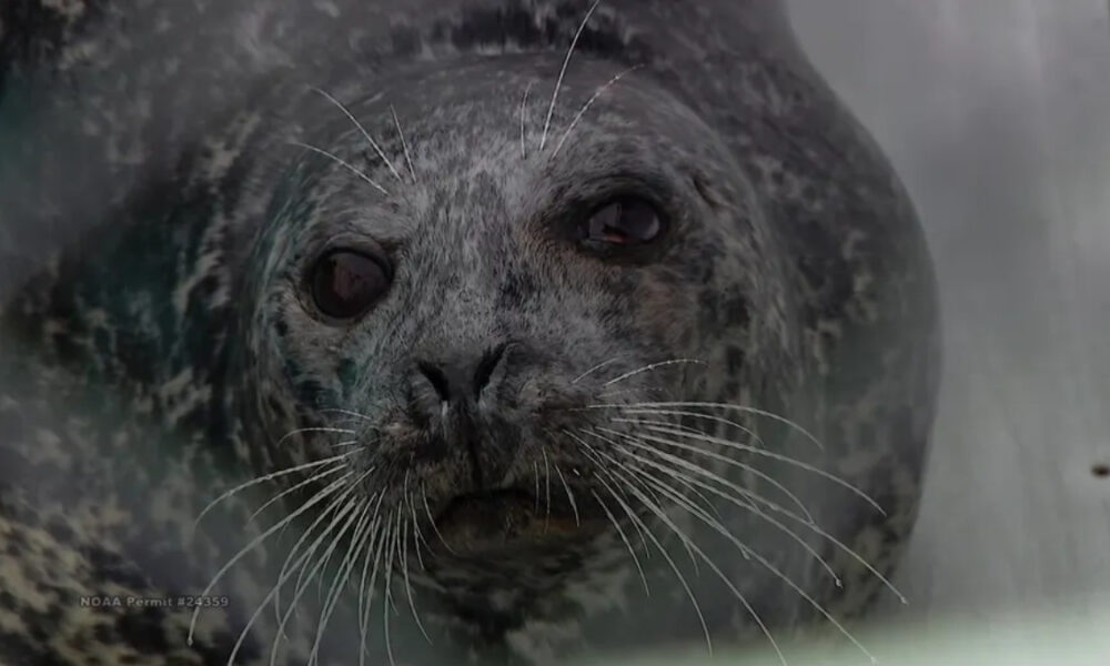 Close-up of a gray harbor seal facing the camera, with long white whiskers and dark eyes.