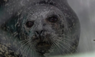 Close-up of a gray harbor seal facing the camera, with long white whiskers and dark eyes.