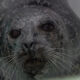 Close-up of a gray harbor seal facing the camera, with long white whiskers and dark eyes.