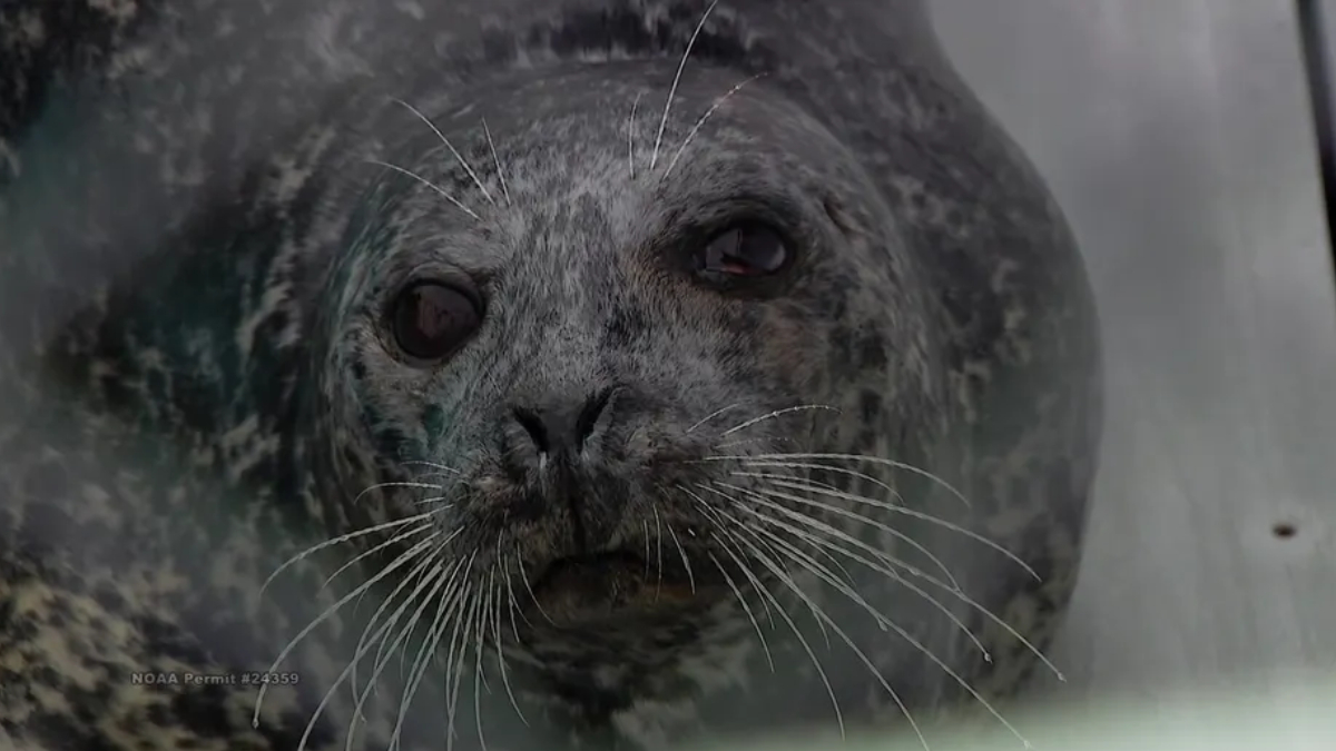 Close-up of a gray harbor seal facing the camera, with long white whiskers and dark eyes.