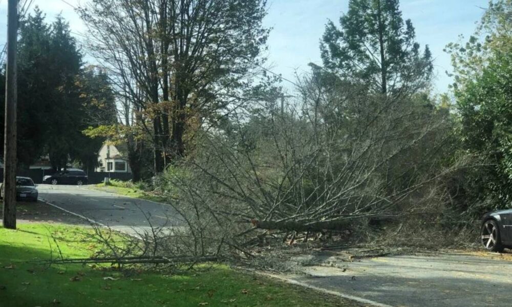 Large tree limb blocks a suburban street, with debris on the pavement and parked cars nearby.