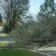 Large tree limb blocks a suburban street, with debris on the pavement and parked cars nearby.