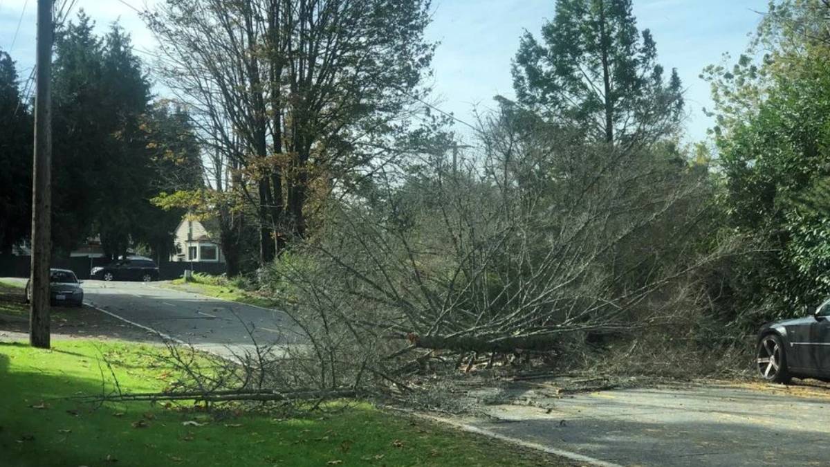Large tree limb blocks a suburban street, with debris on the pavement and parked cars nearby.