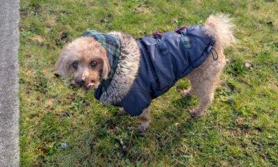 Small brown poodle in a blue padded coat with a fur-lined hood standing on grass beside a sidewalk, looking at the camera.
