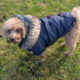 Small brown poodle in a blue padded coat with a fur-lined hood standing on grass beside a sidewalk, looking at the camera.