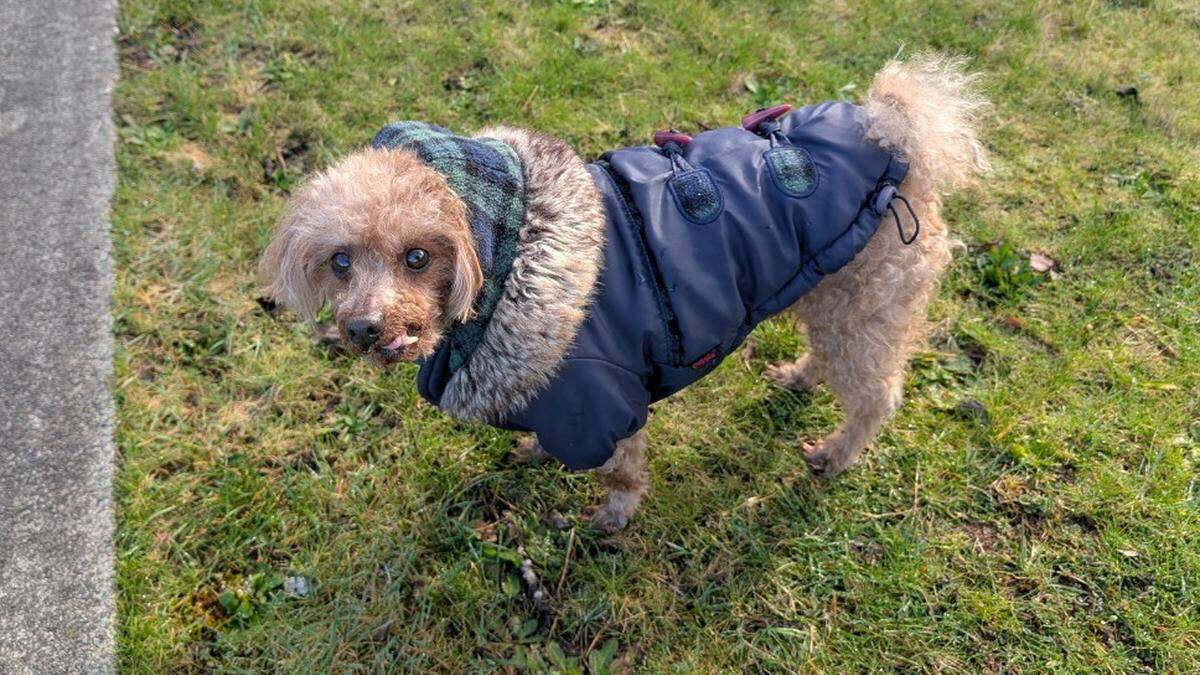 Small brown poodle in a blue padded coat with a fur-lined hood standing on grass beside a sidewalk, looking at the camera.