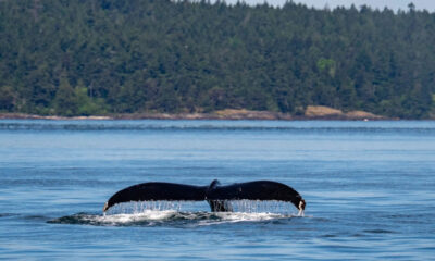 Whale tail fluke rising above blue ocean as it dives, with a forested shoreline in the background.