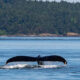 Whale tail fluke rising above blue ocean as it dives, with a forested shoreline in the background.