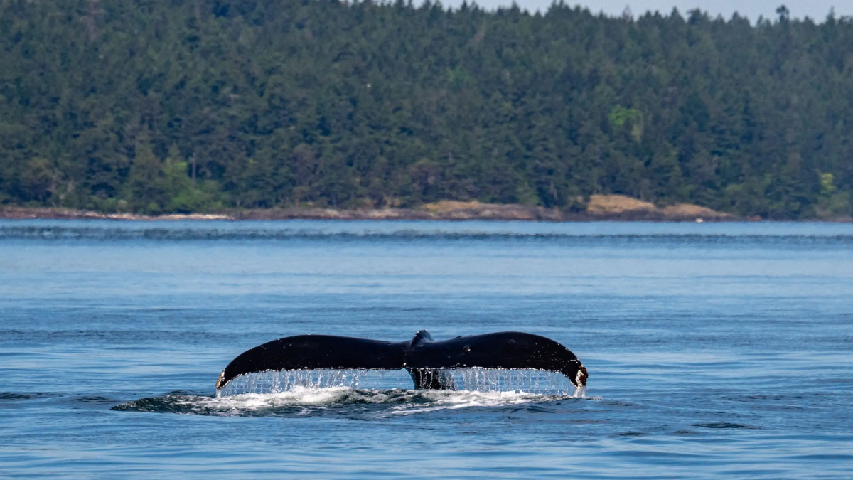 Whale tail fluke rising above blue ocean as it dives, with a forested shoreline in the background.