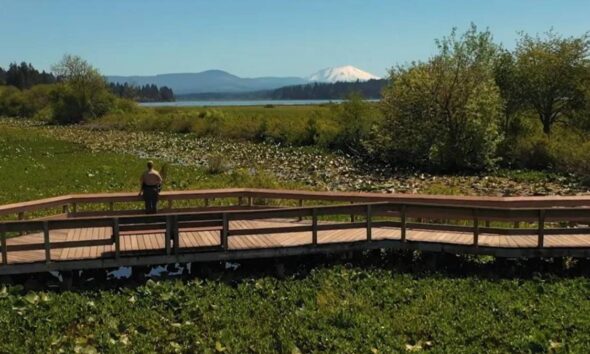 A person stands on a wooden boardwalk over a marsh, with a lake, trees, and a distant snow‑capped mountain.