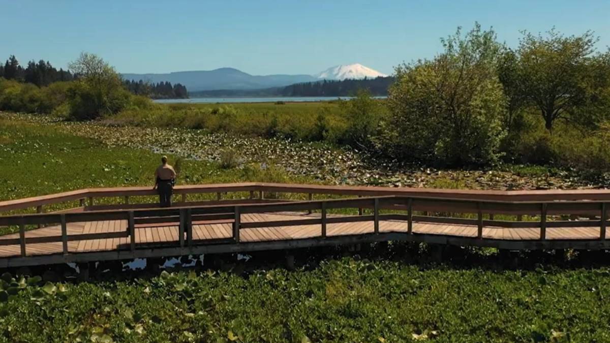 A person stands on a wooden boardwalk over a marsh, with a lake, trees, and a distant snow‑capped mountain.