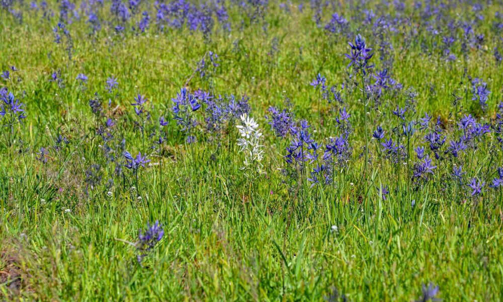Field of blue and purple wildflowers in a green meadow, with a single white bloom near the center.