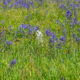 Field of blue and purple wildflowers in a green meadow, with a single white bloom near the center.