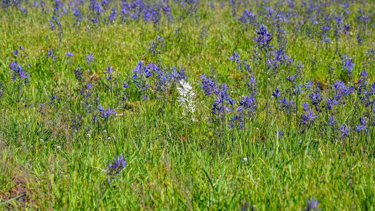 Field of blue and purple wildflowers in a green meadow, with a single white bloom near the center.